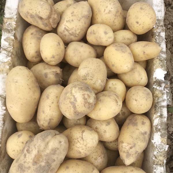 Potato planting, care, harvesting